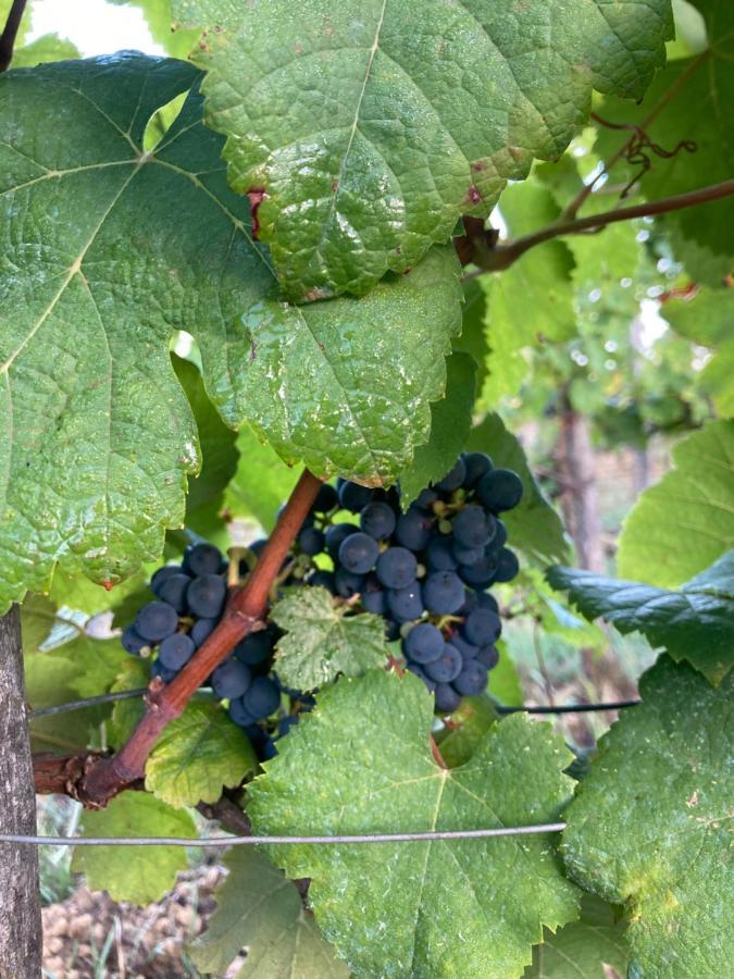 Domaine Labouroume